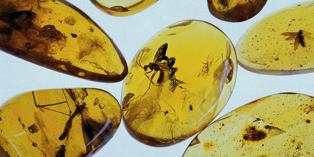 Polish Real Amber in Search of Ancient Insects! 