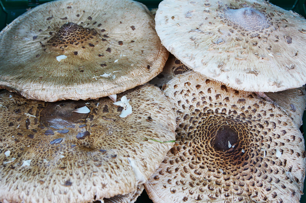 Mushrooms In Poland | Gallery | Culture.pl