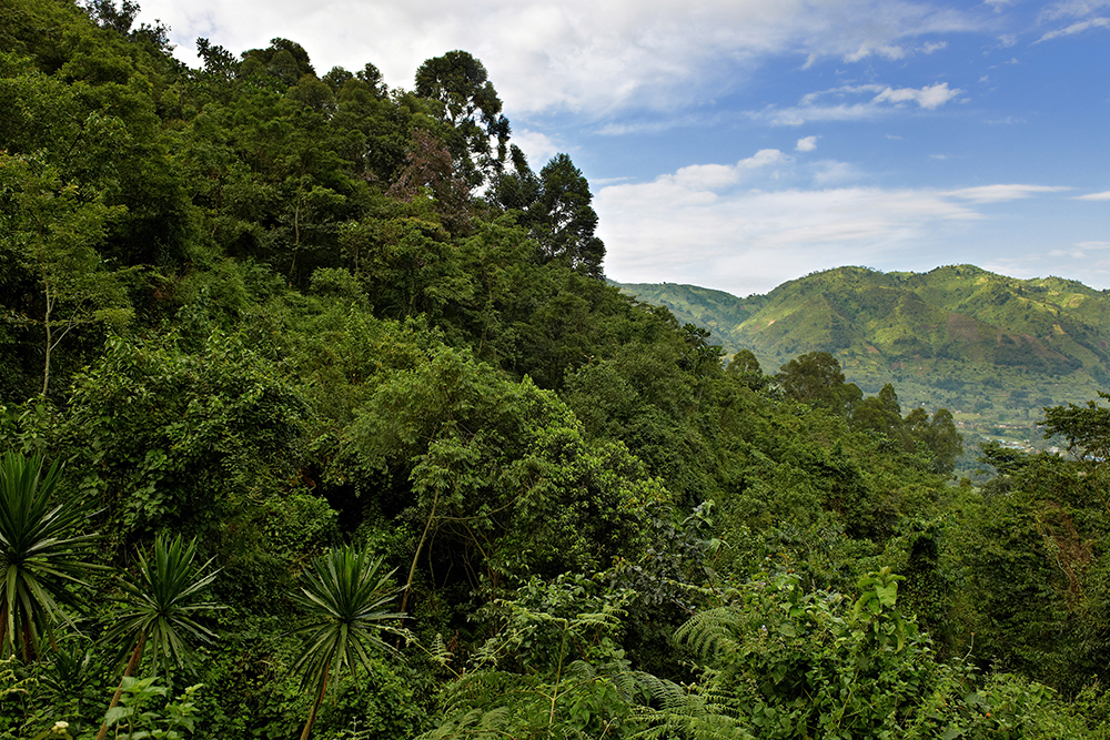 Rainforest landscape in Bwindi Impenetrable National Park, Uganda, photo: Juergen Ritterbach / vario images / Forum