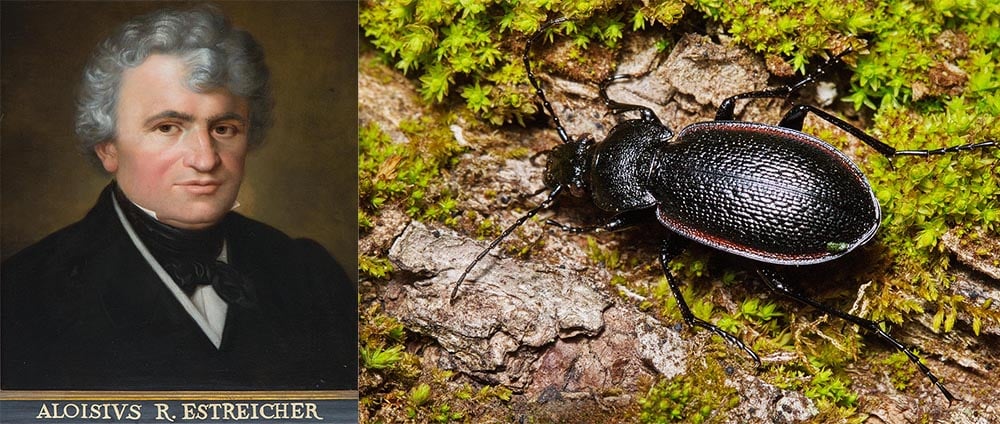 Portret Alojzego Rafała Estreichera ze zbiorów Muzeum Uniwersytetu Jagiellońskiego. Szczypawka Carabus Estreicheri, fot. www.zin.ru