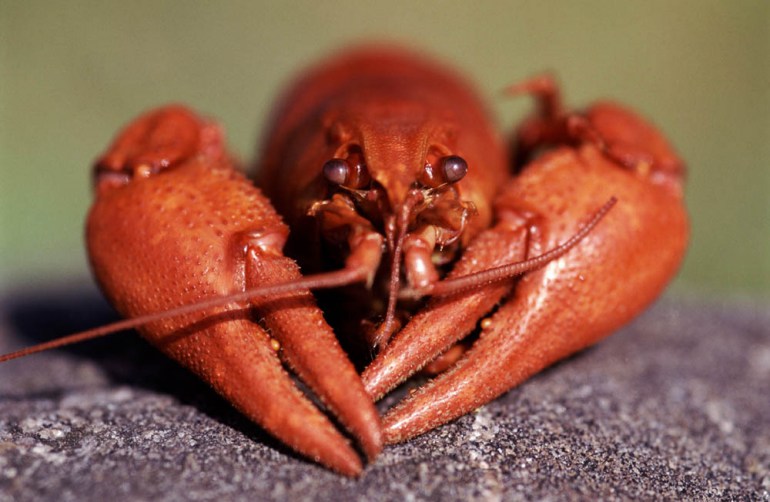 Crayfish, photo: East News