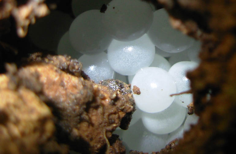 Jaja ślimaka Helix Aspersa, fot. Wikipedia