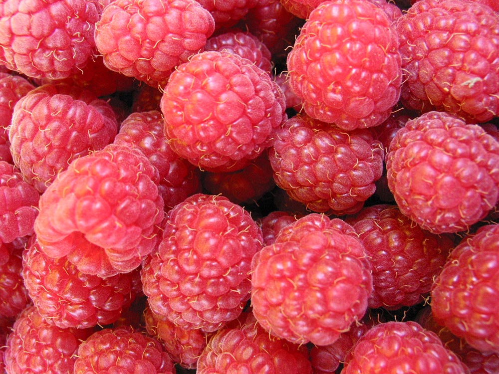 Polish raspberries, photo: Piotr Mazur / AG