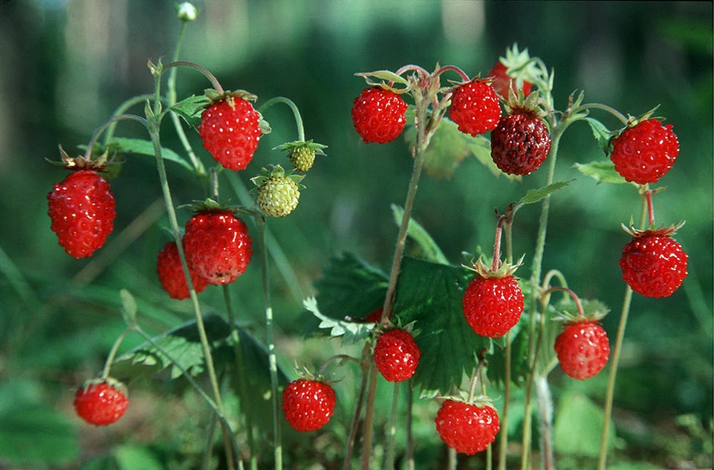 Wild strawberries, photo: Piotr Placzkowski/Reporter