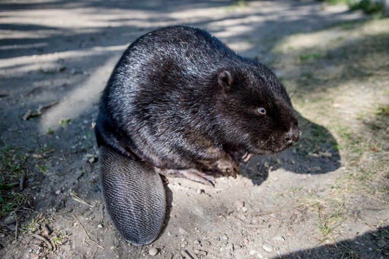 A beaver at Bobrownia, the research station for organic farming and preservation breeding at the Polish Academy of Science, photo: Jakub Szymczuk/Foto Gość/Forum
