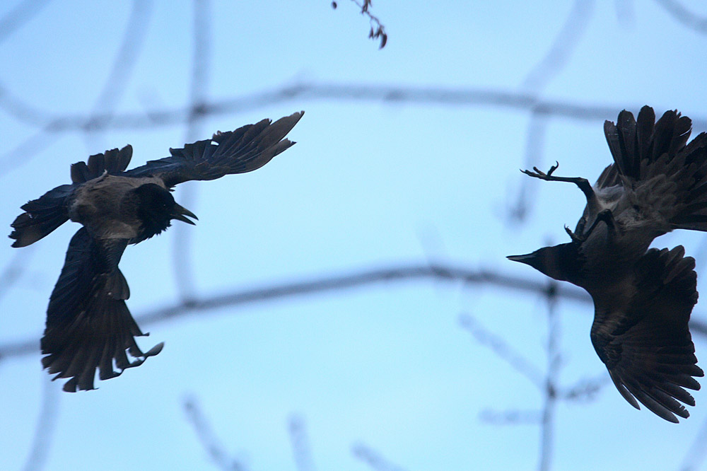 Crows playing war, Photo: Dawid Tatarkiewicz / FORUM