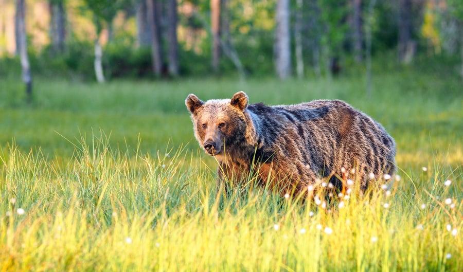 Brown bear, photo: Marcin Dobas /Forum