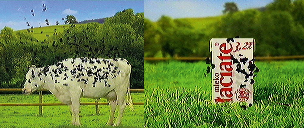 Reklama mleka "Łaciate", fot. fot. Agencja Wasilewski