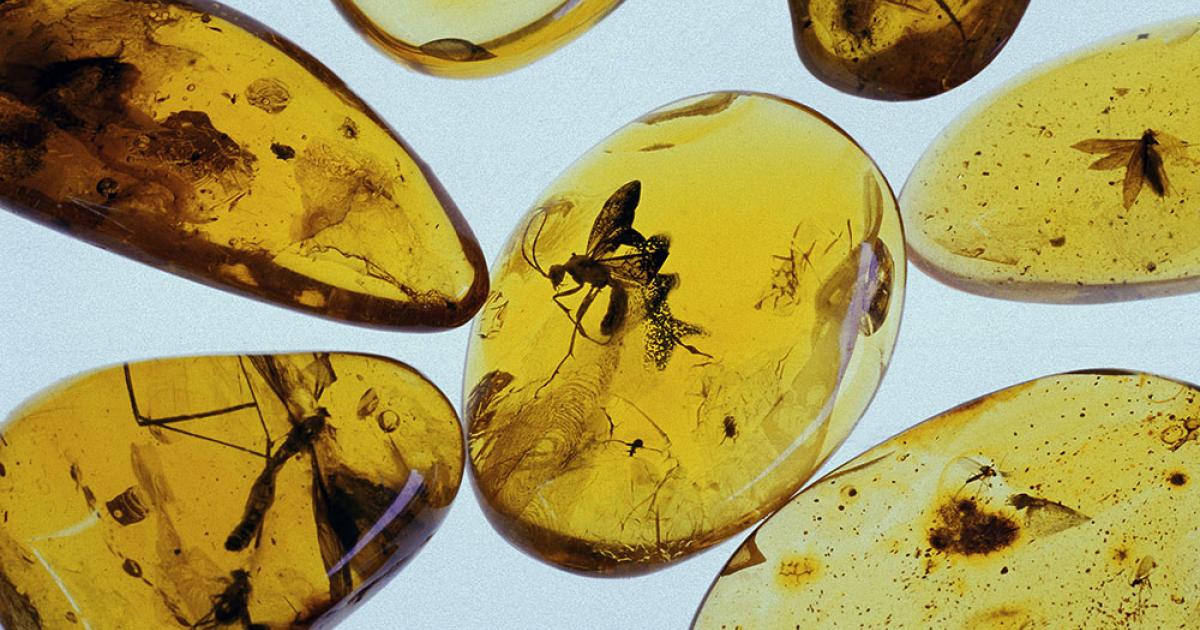 Amber & Poland: A History Crafted in Resin | Article | Culture.pl