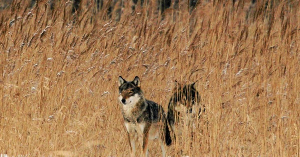 Wild Poland: Tracking Poland’s Majestic Animals | Article | Culture.pl