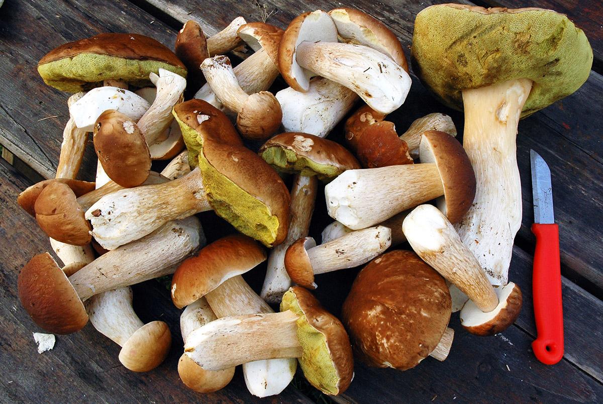 Pick mushrooms. Полезные грибы. Целебные грибы. Самые полезные грибы. Белый гриб фото съедобные.