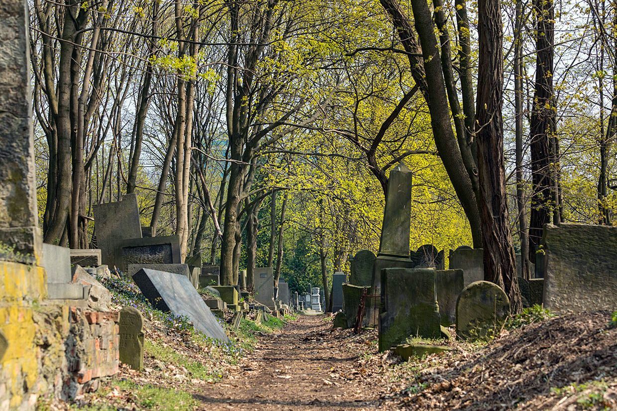 Cmentarz Żydowski przy ul. Okopowej w Warszawie, stare nagrobki wśród jesiennych drzew