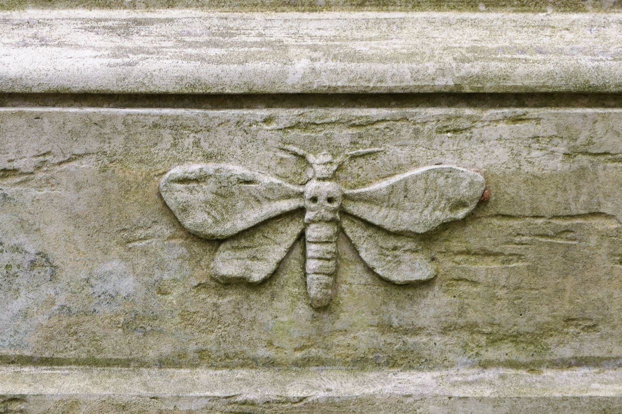 Крупный план каменной бабочки с черепоподобным элементом на теле.