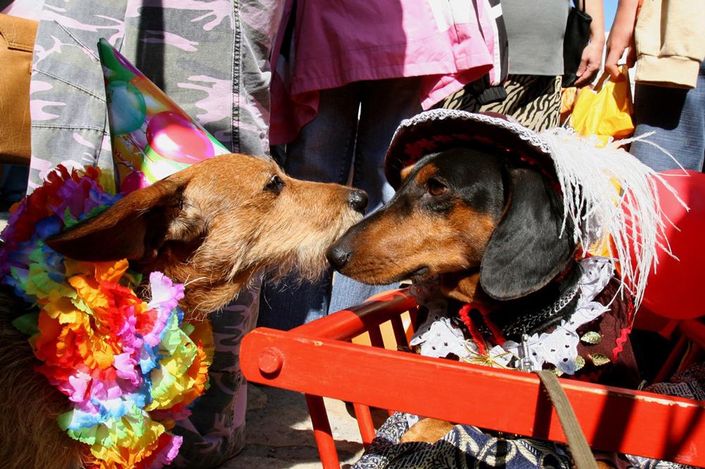 Wiener dog dressed outlet up